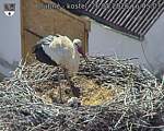 Capi_Dubne_20260526_164503.jpg