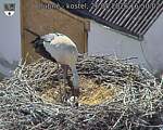 Capi_Dubne_20260526_165002.jpg