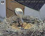 Capi_Dubne_20260526_172502.jpg