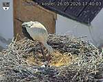 Capi_Dubne_20260526_174003.jpg
