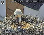 Capi_Dubne_20260526_180503.jpg