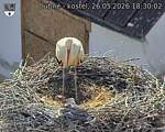 Capi_Dubne_20260526_183002.jpg