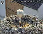 Capi_Dubne_20260526_184502.jpg