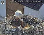Capi_Dubne_20260526_191003.jpg