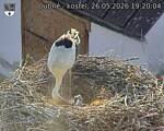 Capi_Dubne_20260526_192004.jpg