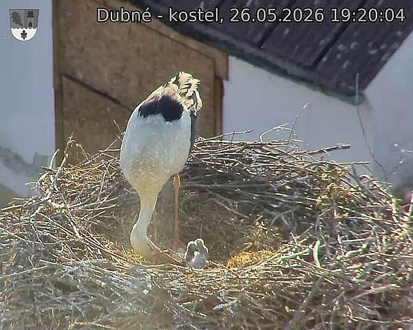 Capi_Dubne_20260526_192004.jpg (1350&nbsp;x&nbsp;1080)