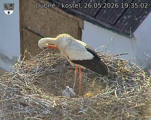 Capi_Dubne_20260526_193502.jpg (1350&nbsp;x&nbsp;1080)