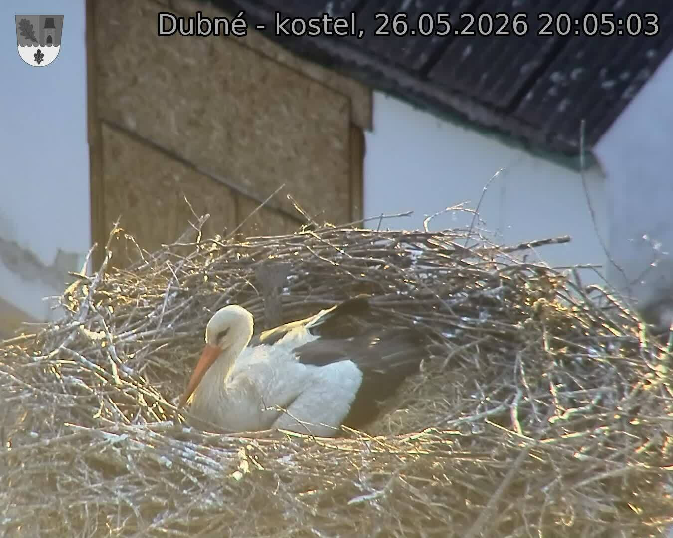 Capi_Dubne_20260526_200503.jpg (1350&nbsp;x&nbsp;1080)