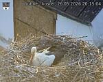 Capi_Dubne_20260526_201504.jpg