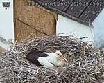 Capi_Dubne_20260526_204502.jpg