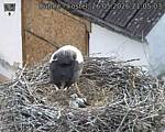 Capi_Dubne_20260526_210503.jpg