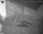 Capi_Dubne_20260526_223003.jpg
