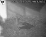 Capi_Dubne_20260526_223503.jpg