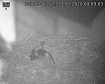 Capi_Dubne_20260527_000003.jpg