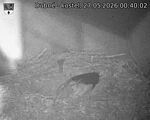 Capi_Dubne_20260527_004002.jpg