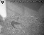 Capi_Dubne_20260527_030502.jpg