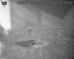 Capi_Dubne_20260527_035502.jpg