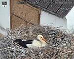 Capi_Dubne_20260527_045504.jpg