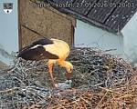 Capi_Dubne_20260527_052003.jpg