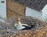 Capi_Dubne_20260527_053002.jpg