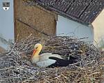 Capi_Dubne_20260527_060504.jpg