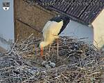Capi_Dubne_20260527_061503.jpg