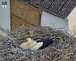 Capi_Dubne_20260527_063003.jpg
