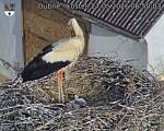 Capi_Dubne_20260527_065003.jpg