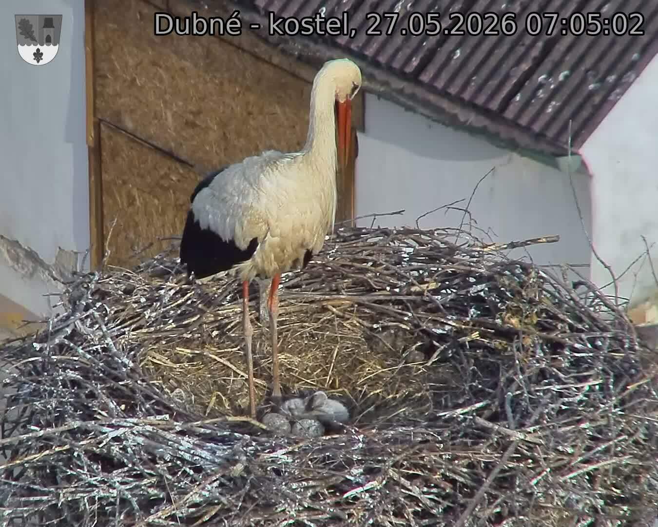 Capi_Dubne_20260527_070502.jpg (1350&nbsp;x&nbsp;1080)