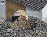 Capi_Dubne_20260527_071003.jpg
