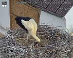Capi_Dubne_20260527_072002.jpg
