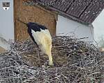 Capi_Dubne_20260527_072503.jpg