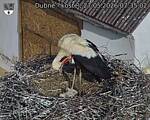 Capi_Dubne_20260527_073502.jpg