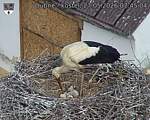 Capi_Dubne_20260527_074504.jpg