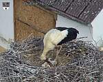 Capi_Dubne_20260527_075002.jpg