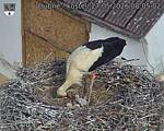 Capi_Dubne_20260527_080502.jpg