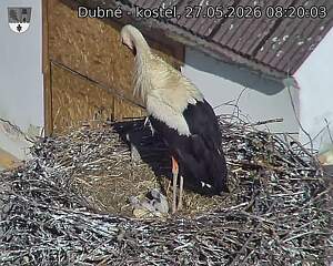 Capi_Dubne_20260527_082003.jpg (1350&nbsp;x&nbsp;1080)