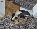 Capi_Dubne_20260527_082502.jpg