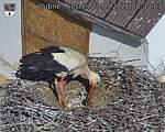 Capi_Dubne_20260527_083003.jpg