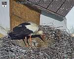 Capi_Dubne_20260527_083503.jpg