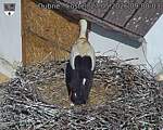 Capi_Dubne_20260527_090003.jpg