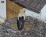 Capi_Dubne_20260527_090503.jpg