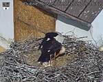 Capi_Dubne_20260527_092002.jpg