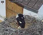 Capi_Dubne_20260527_094503.jpg