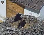 Capi_Dubne_20260527_102502.jpg