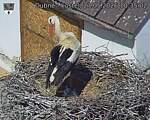 Capi_Dubne_20260527_103502.jpg