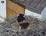Capi_Dubne_20260527_105003.jpg