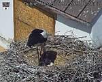 Capi_Dubne_20260527_105502.jpg