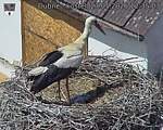 Capi_Dubne_20260527_123503.jpg