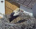 Capi_Dubne_20260527_124503.jpg